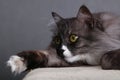 Close up portrait of gray domestic cat