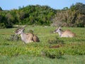 Close up of side profile of two grey eland deer lying on a grass lawn Royalty Free Stock Photo