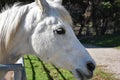 Close Up Side Profile of a White Horse in a Paddock Royalty Free Stock Photo
