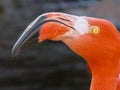 Close up side shot of a head of orange flamingo