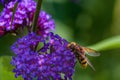 Close up from the side to a hornet mimic hoverfly Volucella zonaria on buddleia blossoms Royalty Free Stock Photo