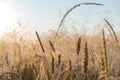 Wheat field with cereal plant weeds