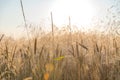 Wheat field with cereal plant weeds