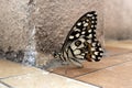 A close up side view of beautiful butterfly Royalty Free Stock Photo