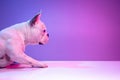 Close-up side view of beautiful purebred dog bulldog isolated over studio background in neon gradient pink purple light. Royalty Free Stock Photo