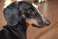 Close-up side view of a black dachshund head Royalty Free Stock Photo