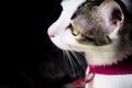 Close up side view of black white cute kitten. Pets and lifestyle concept. Lovely fluffy cat on dark background Royalty Free Stock Photo