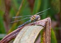 A close up side on view of a bright resting Emperor Dragonfly Royalty Free Stock Photo