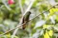 Close-up side view of a Buff-tailed coronet perched on tiny branch, looking to the right, against