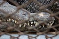 Close up side view of Crocodiles(alligator) teeth behind bars with selective focus,terrible and frightful hunter Royalty Free Stock Photo
