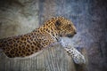 Close up side view face of dangerous angry leopard lying on rock