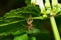 Close-up side view of a faded brown spider-wolf Arachnida sitting under a green leaf in the foothills of the Caucasus