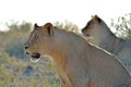 Close-up side view of female lion, Etosha National Park, Africa Royalty Free Stock Photo
