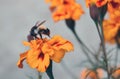 Close-up side view of a flower fly hoverfly of the genus Eristalis Royalty Free Stock Photo