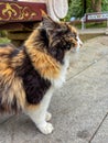A close-up side view of a fluffy three-colored Calico cat, standing on pavement in a park area Royalty Free Stock Photo