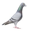 Close up side view full body of sport racing pigeon bird isolate Royalty Free Stock Photo