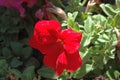 Close-up Side view of Full Red Petunia blooms with morning natural full warm sunlight Royalty Free Stock Photo