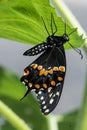 Side view of a black swallowtail butterfly clinging to the bottom of a green leaf. Royalty Free Stock Photo