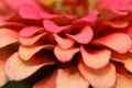 Close Up Side View of Fuscia Colored Zinnia - Sunflower tribe - Daisy family