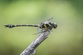 A close-up side view Golden-ringed Dragonfly, Ictinogomphus decoratus