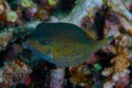 Close up side view of green boxfish Royalty Free Stock Photo