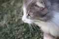 Close up kitty cat, green grass background. Royalty Free Stock Photo