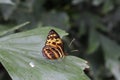 Close up, side view of a Harmonia Tigerwing Butterfly, Tithorea harmonia, sitting on a torn leaf of a plant, with wings closed Royalty Free Stock Photo