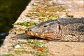 Close up of a monitor lizard