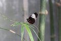 Close up, side view of a Heliconius Erato Emma butterfly sitting on a plant leaf Royalty Free Stock Photo