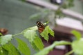 Close up, side view of a Heliconius ismenius Butterfly on a leaf Royalty Free Stock Photo