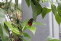 Close up, side view of a Heliconius ismenius Butterfly with wings closed sitting on a leaf Royalty Free Stock Photo