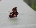 Close up, side view of a Hypna clytemnestra butterfly, also known as the Jazzy Leafwing or Marbled Leafwing Royalty Free Stock Photo