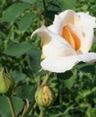 Close-up side view of inflorescence with buds of yellow and whit Royalty Free Stock Photo