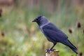 Close up side view of Jackdaw perched on post