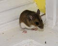 A brown house mouse, Mus musculus, trapped in the corner. Royalty Free Stock Photo