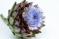 Side view of the flower of an artichoke