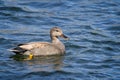 Close up side view of a male Gadwall duck on lake Royalty Free Stock Photo
