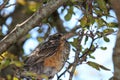 Close up, side view, of a molting, fledgling American Robin sitting in its nest in a crabapple tree in the summer in Wisconsin Royalty Free Stock Photo