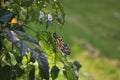 Close up, side view, of a Monarch Butterfly, wings closed, on a Trumpet Vine Royalty Free Stock Photo