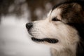 Close-up side view of muzzle of big shaggy dog on blurred background. Royalty Free Stock Photo