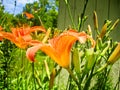 Close Up Side View Of Orange Tiger Lillies Royalty Free Stock Photo