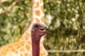 Close up side view of the Ostrich bird head with red neck. Royalty Free Stock Photo
