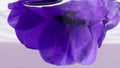 Close up side view of plunging a violet flower bud underwater. Stock footage. Soft lilac petals in transparent water. Royalty Free Stock Photo