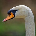 Close-up side view portrait of an adult Mute swan Cygnus olor Royalty Free Stock Photo