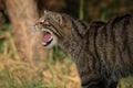 A fierce snarling scottish wildcat