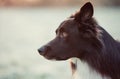 Close up side view, profile portrait curious border collie dog looking focused ahead over winter outdoors background with copy