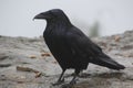 A close-up of a side view of a raven Royalty Free Stock Photo