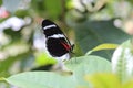 Close up, side view of a red, black and white Heliconius butterfly with its wings closed on a leaf of a plant Royalty Free Stock Photo