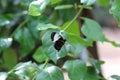 Close up, side view of a Red Postman Butterfly, Heliconius Erato Emma, with wings closed sitting on a leaf of a vine Royalty Free Stock Photo