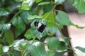 Close up, side view of a Red Postman Butterfly, Heliconius Erato Emma, with wings closed sitting on a leaf Royalty Free Stock Photo